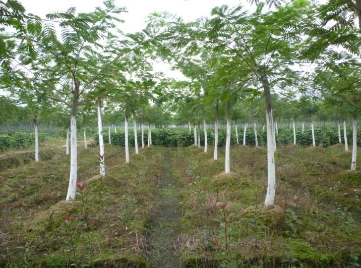 乔木-供应合欢苗 合欢小苗批发 绿化苗木批发