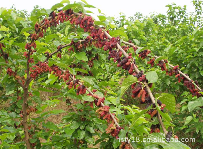 水果种子、种苗-高度1.5米嫁接四季果桑种苗 桑