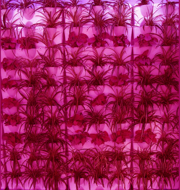 led植物墙补光灯|植物生长灯|家庭植物补光灯|墙