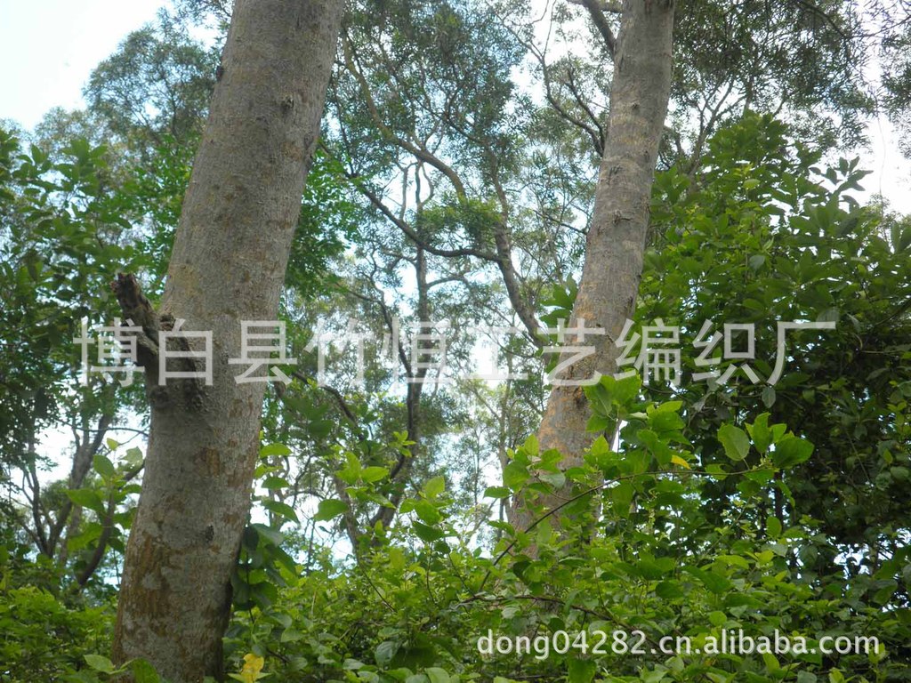 2,相思木:实木板材,原木,广泛热销用于实木地板,拼板或家具行业.