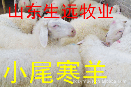 山东养羊基地-肉羊行情趋势-波尔山羊养殖利润高-肉羊赢利快