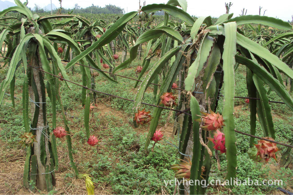 火龙果专用有机肥 40kg 提高糖分 肥效更长久
