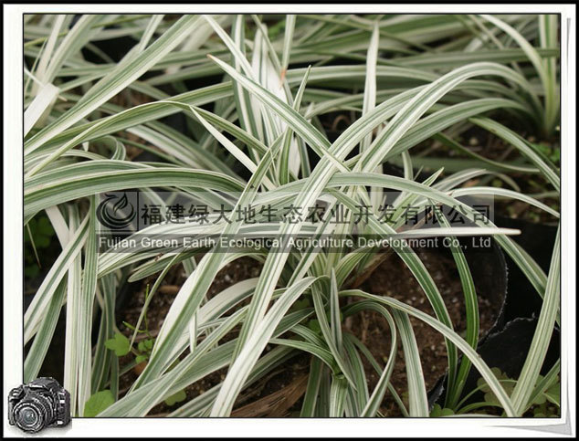 宿根花卉-银边草 银边麦冬 草本植物 观赏性强-宿根花卉尽在阿里巴巴-福建绿大地