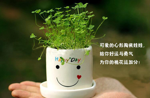 正品幸运天使植栽 盆栽幸运草/四叶草 迷你办公室植物 创意绿植图片图片
