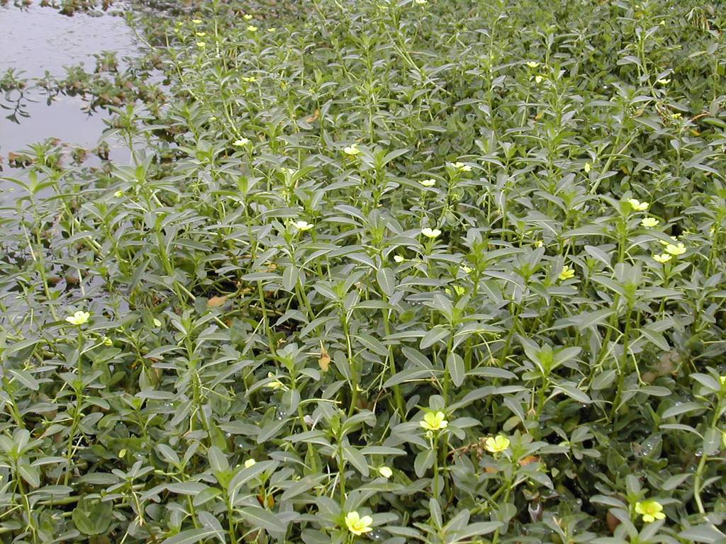 安吉园艺特供 苗农直销 黄花水龙苗木特价 花木园林