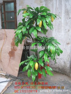 盆栽柠檬怎么养_盆栽芦荟怎么养_盆栽竹子怎