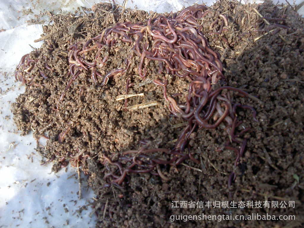 Current Biology成果：蚯蚓通过协调其他土壤生物而促进生态系统多种功能服务-南京农业大学-土壤生态实验室