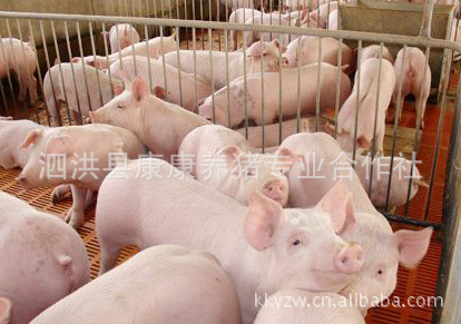 仔猪养殖基地 苗猪养殖 三元仔猪 最新仔猪价格