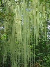 松罗酸_松罗茶业_松罗中药材