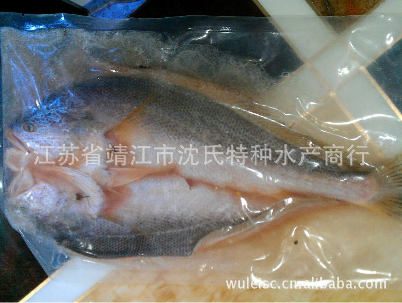 供應緬甸黃魚|野生黃 花魚|等水產海鮮 魚苗  規格齊全 貨源充足