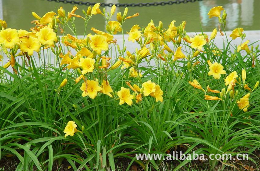 【河南花卉种植基地大量批发金娃娃萱草,批发