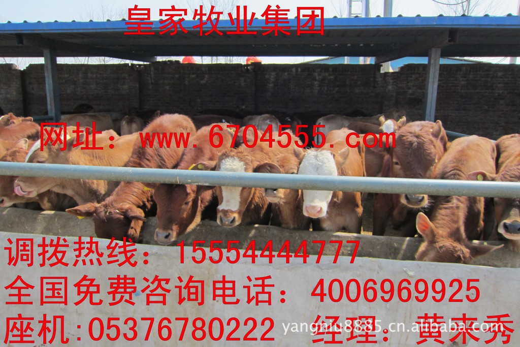 供应2012年各个品种肉牛价格 皇家肉牛养殖场