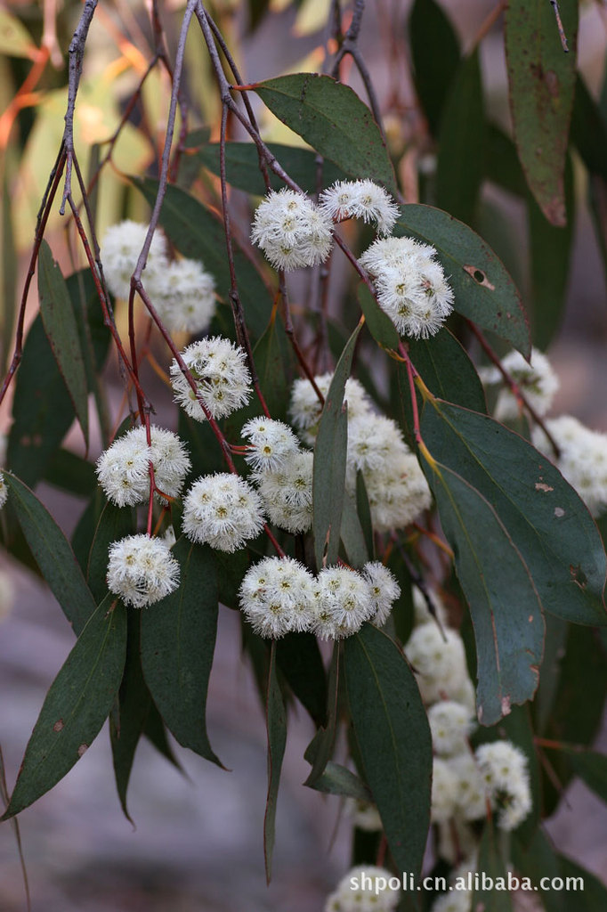 薄荷尤加利精油 eucalyptus dives oil 精油批发 缓解耳鼻喉炎症