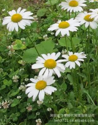 苗、种子、种球-花卉种子 驱蚊草 白花除虫菊