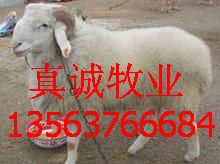 供應波爾山羊 養殖波爾山羊 波爾山羊價格
