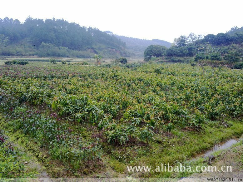 海南芒果苗 芒果树苗批发供应 无中间价 海南沈