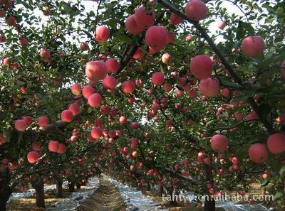 果树-供应优质成活率高的山农红苹果树苗-果树