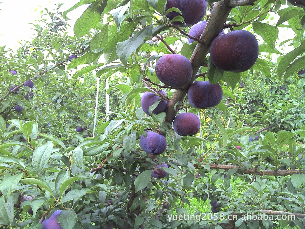 IMG_20120707_172804_0