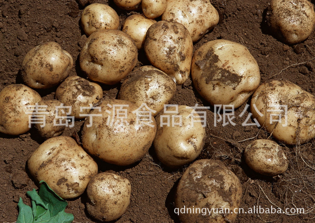 马铃薯 农产品多种优质荷兰土豆 量大从优图片