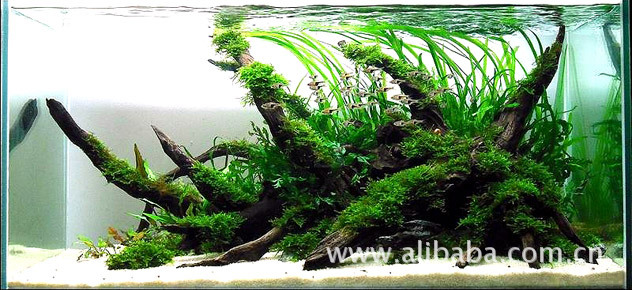 水草造景图片欣赏