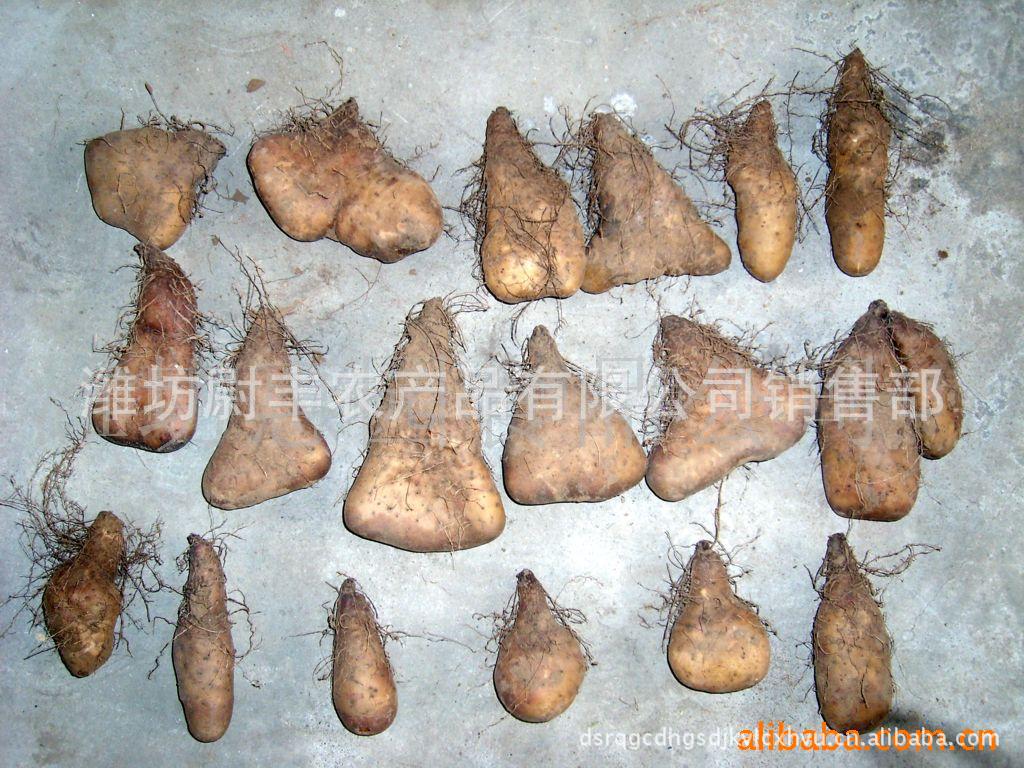 灵芝山药 灵芝山药营养价值堪比灵芝 尉丰牌灵