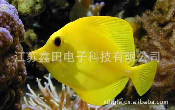 水族器材-供应大型水族箱鱼缸灯管,金斗鱼专用