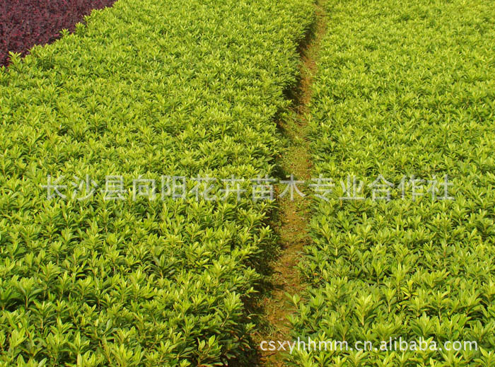 灌木-供应出售大量优质道路绿化苗木 十大功劳工程苗