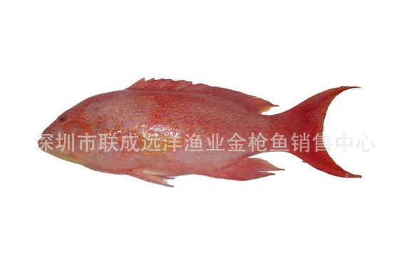 全程空运 石斑鱼分为东星斑,老鼠斑,苏媚,苏鼠斑,青斑,麻斑,老虎斑