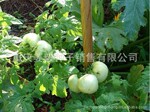 白娘子 有机白番茄种子 大果 白番茄种子 白色番茄种子