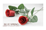�����ʻ�Դ��ROSE10֦����45���ָߵ���ɫ����õ�廨֦ õ�廨��