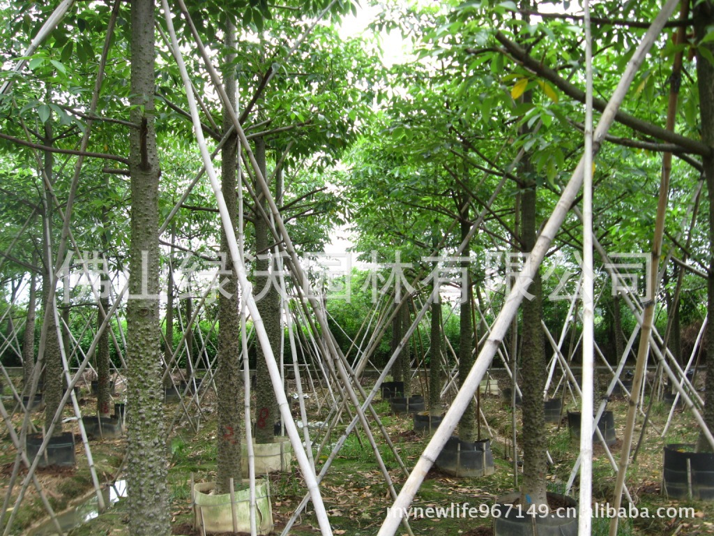 供应16-18公分精品木棉树 园林工程绿化苗木 行道树 攀枝花、红棉