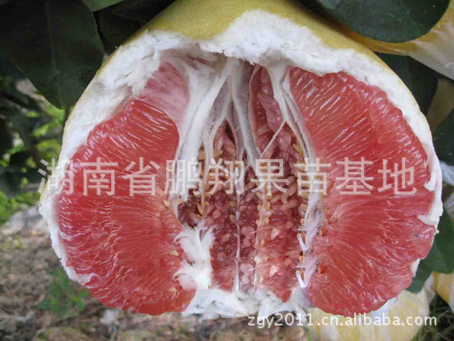 湖南苗木\/果树果苗\/柑桔苗 红肉柚子树苗种苗-