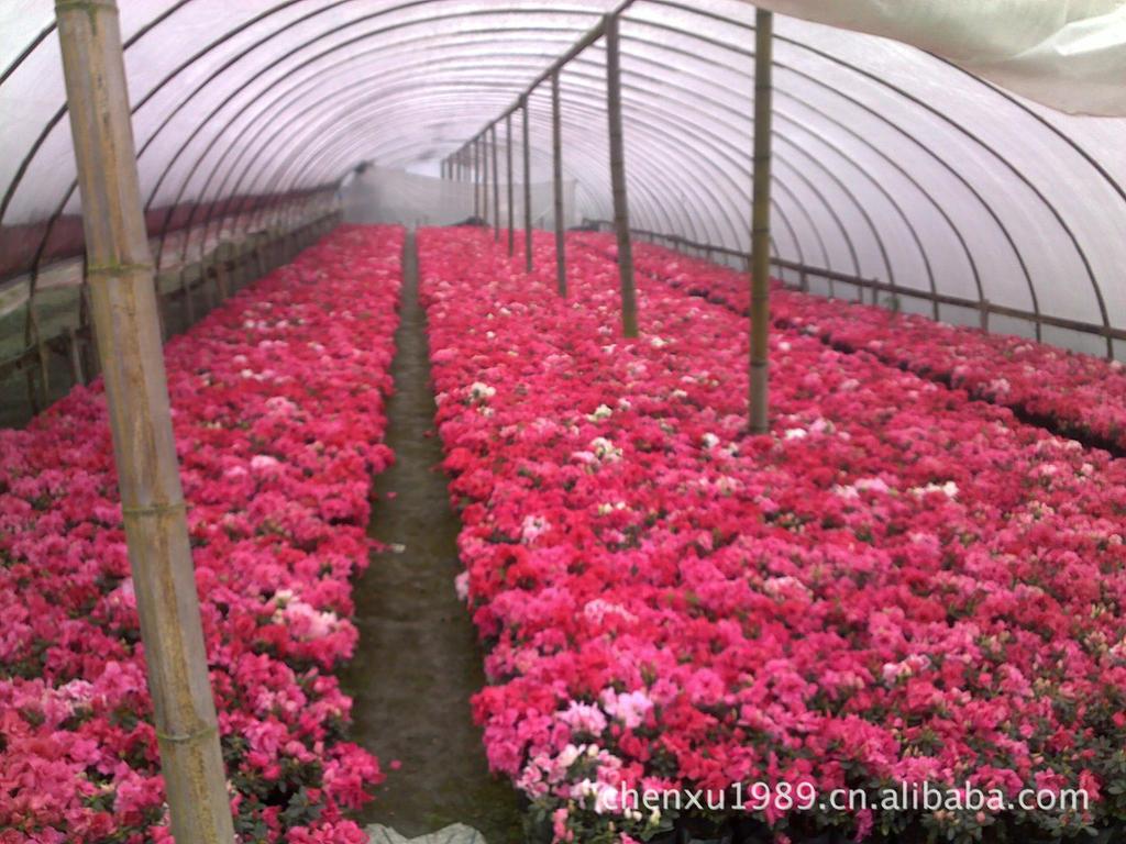 【成都草花种植基地 孔雀草 一串红 西洋鹃 杜鹃