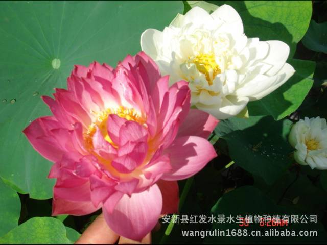 荷花,又名莲花,水芙蓉等,属睡莲科多年生水生草本花卉.