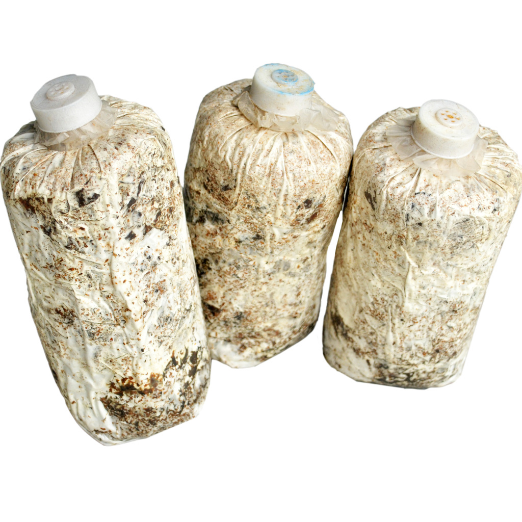 供应天麻生长的优质萌发菌_供应产品_杨连新