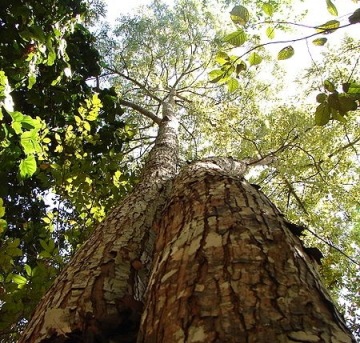 卡宾达树皮 (Pau De Cabinda)图片,卡宾达树皮 (Pau De Cabinda)图片大全,上海本肯贸易有限公司-马可波罗网