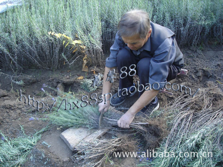 【六十五团职工自家院落育一年生熏衣草幼苗】