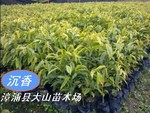 ��Ӧ����(ݸ�㡢�����㡢��ľ�㡡ȡ��Ϊ��ҩ)