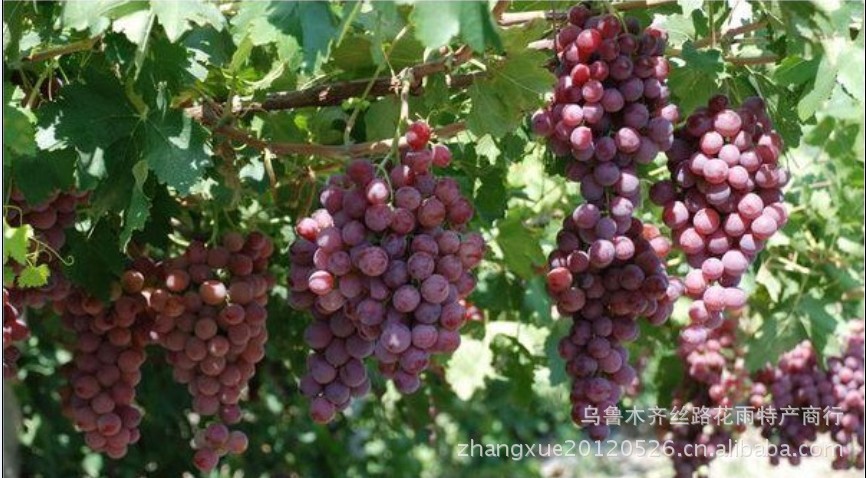 【吐鲁番 男人香 葡萄干 新疆特产】价格,厂家,图片,果肉、粉、原浆,乌鲁木齐丝路花雨特产商行-马可波罗网