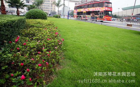 广泛应用于园林绿化,庭院 绿化及道路绿化,是草坪的常见品种之一