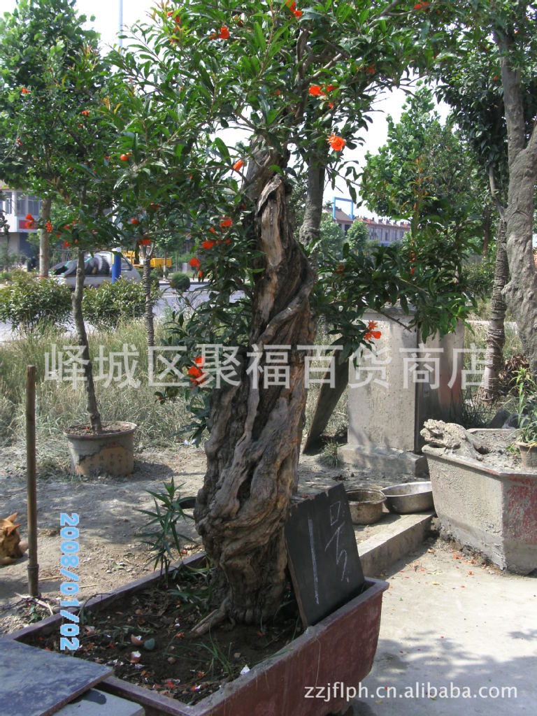 长期 供应 造型美观的 石榴树 石榴盆景