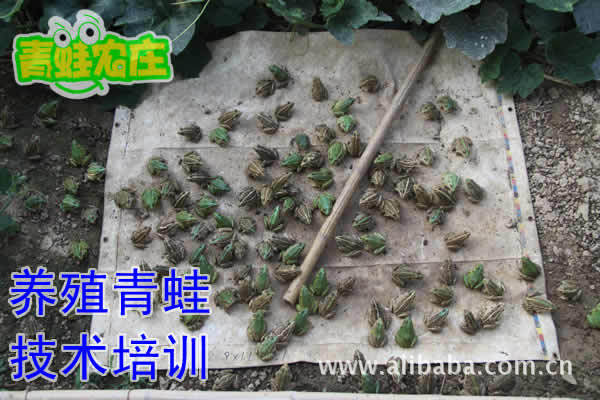 养殖青蛙投资创业首选 野生青蛙养殖高利润投