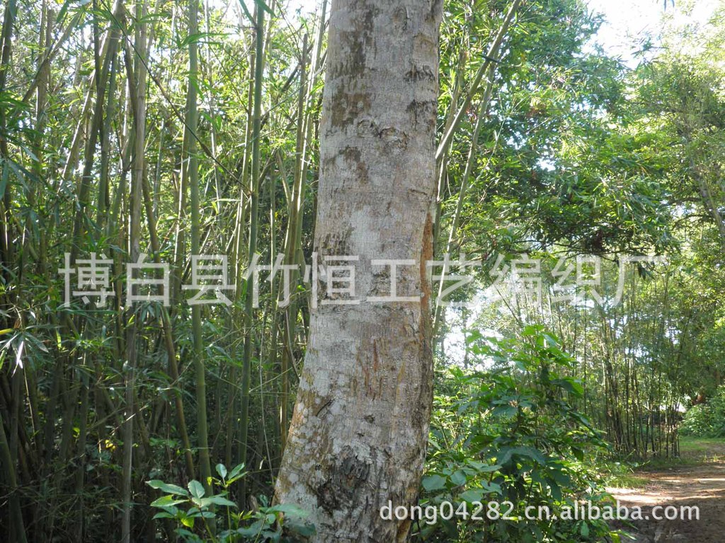 原产地大量低价优质实木木材板材 烘干木材板材