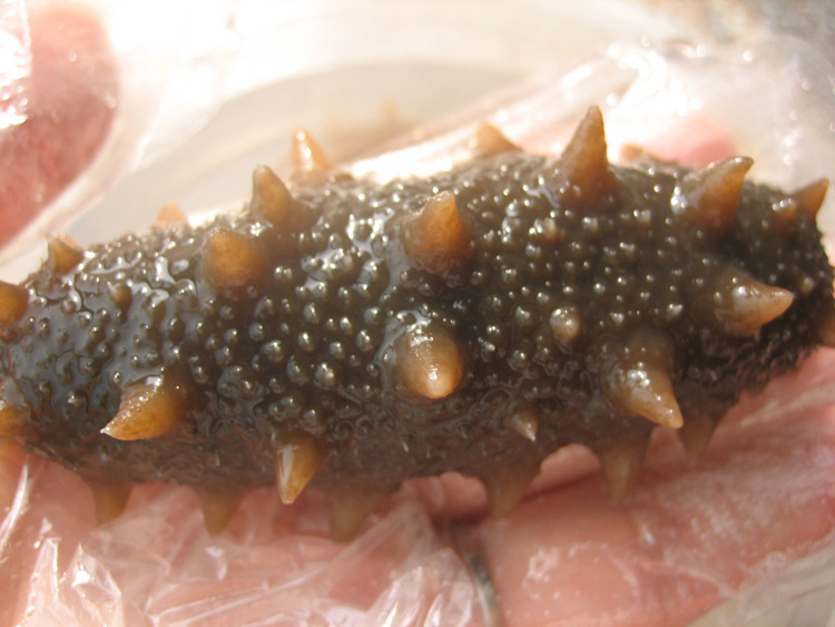 厂家全年供应优质纯干海参 图为 泡发好 纯干海