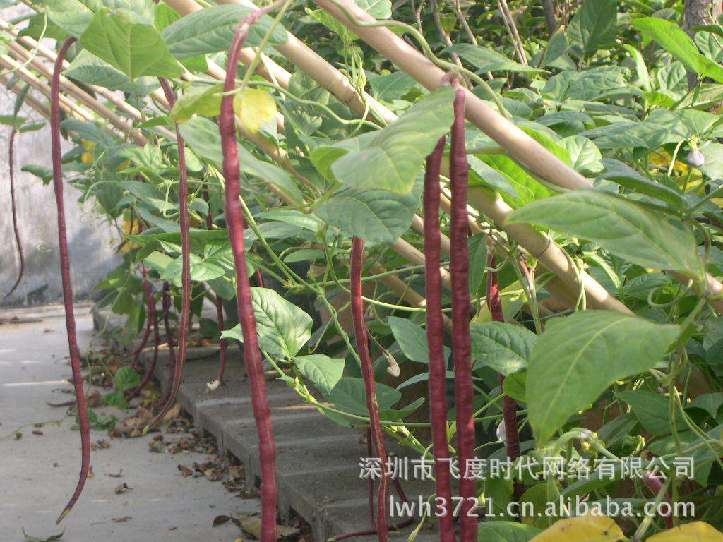 蔬菜种子 五月红豆角种子 豇豆 早熟 叶型小 产