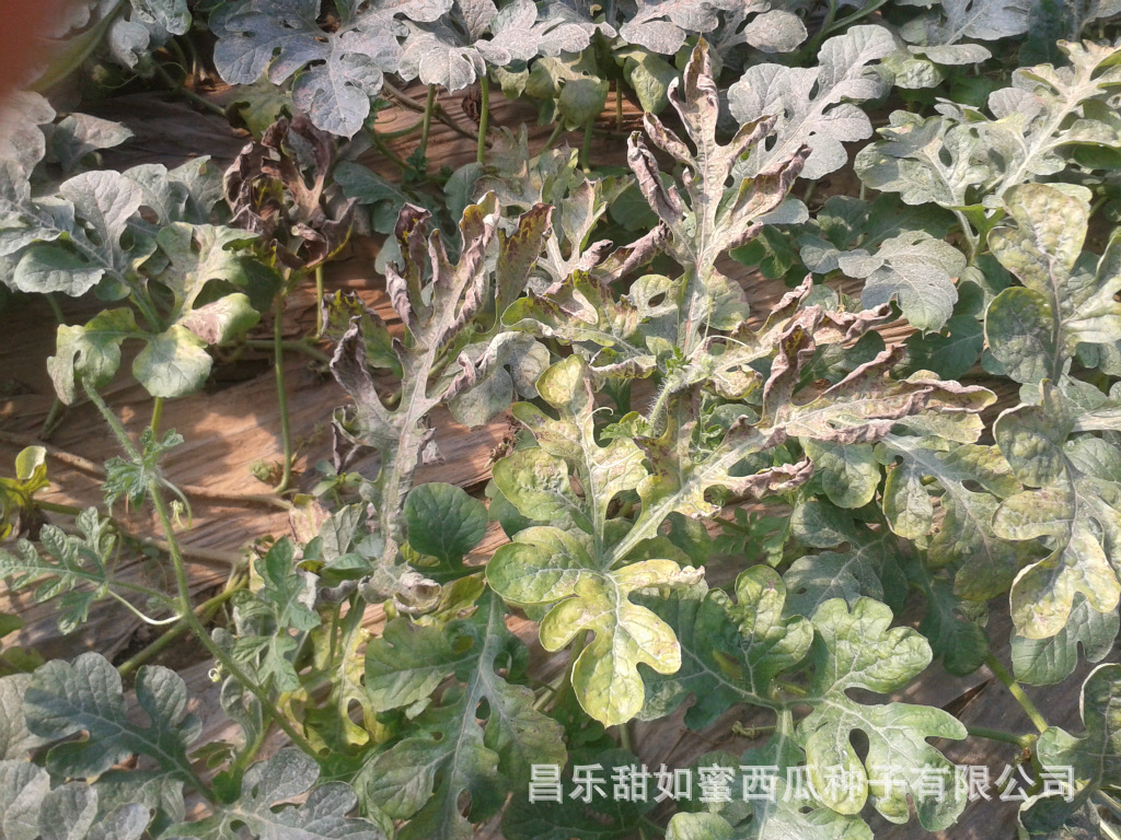 大家来看西瓜的黄叶病