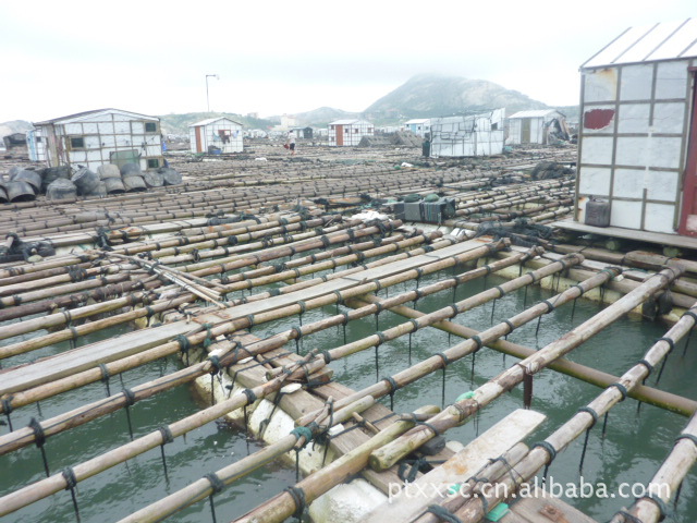 福建莆田市自己捕捞大量供应优质 水产养殖场