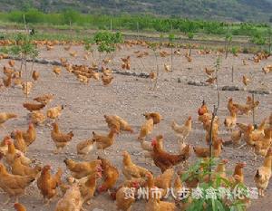 【直销 广西三黄鸡苗 贺州信都三黄鸡苗 三黄鸡