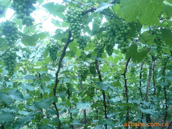 水果种子、种苗-最好新品种 超藤葡萄苗 葡萄树