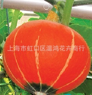 蔬菜种子、种苗-上海批发供应蔬菜种子福瓜种